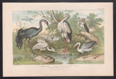 Water Birds, English antique bird engraving print, 1879