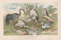 Water Birds, English antique bird engraving print, 1879