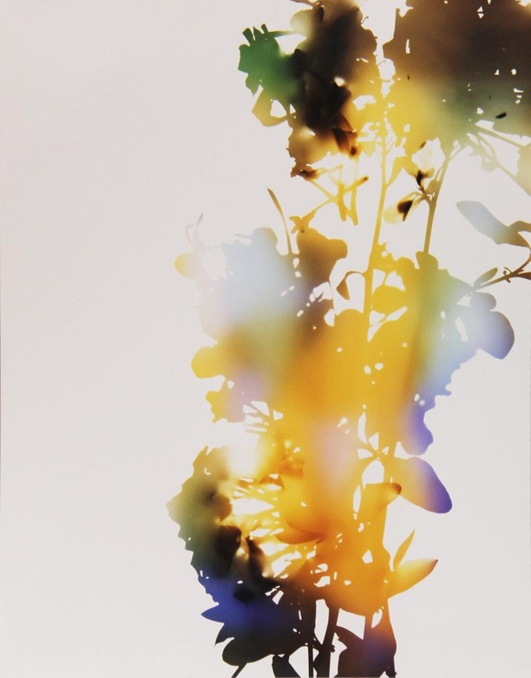 James Welling Still-Life Photograph - 001, A+7 (from "Flowers")