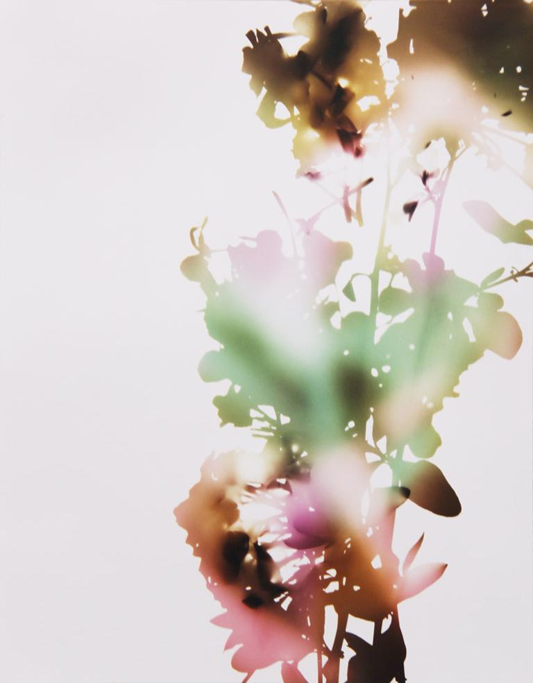 James Welling Still-Life Photograph - 001, E+B (from "Flowers")
