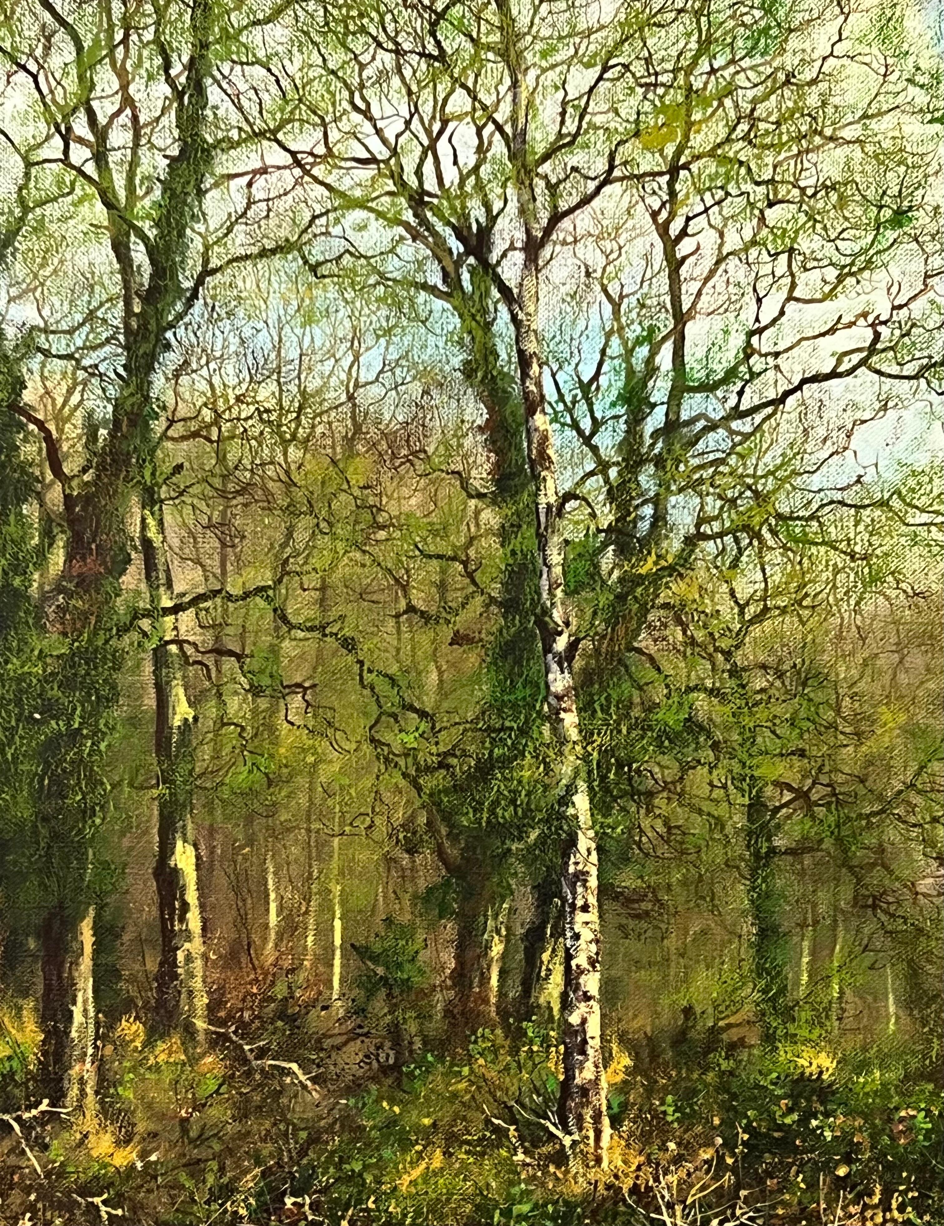 Dog Walk in a Silver Birch Woodland in the English Countryside by British Artist For Sale 11