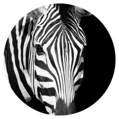 «Chill» (Zebra)