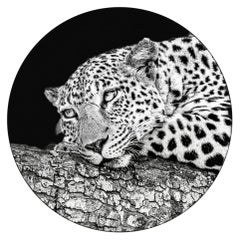 «Daydream» (Leopard)