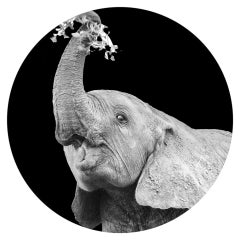 «Peanut» (Elefante)