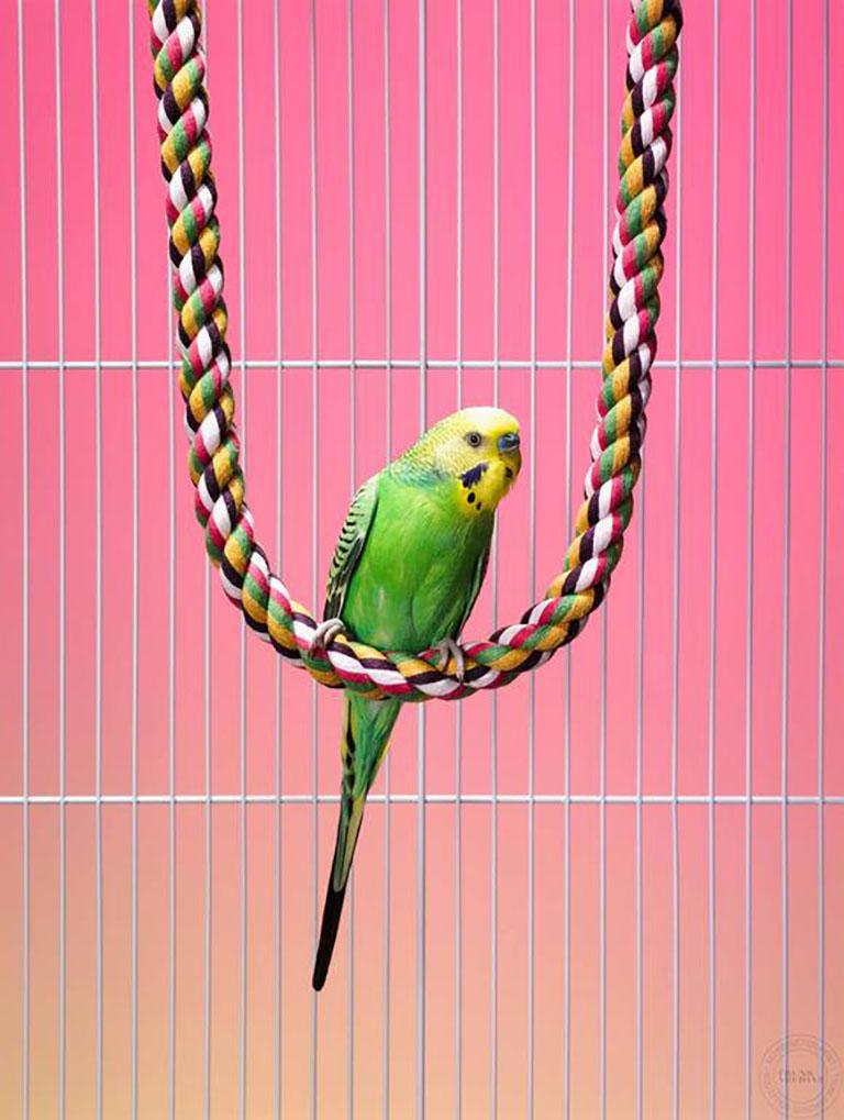 Jamie Chung Color Photograph – Budgie on Swing