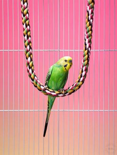 Used Budgie on Swing