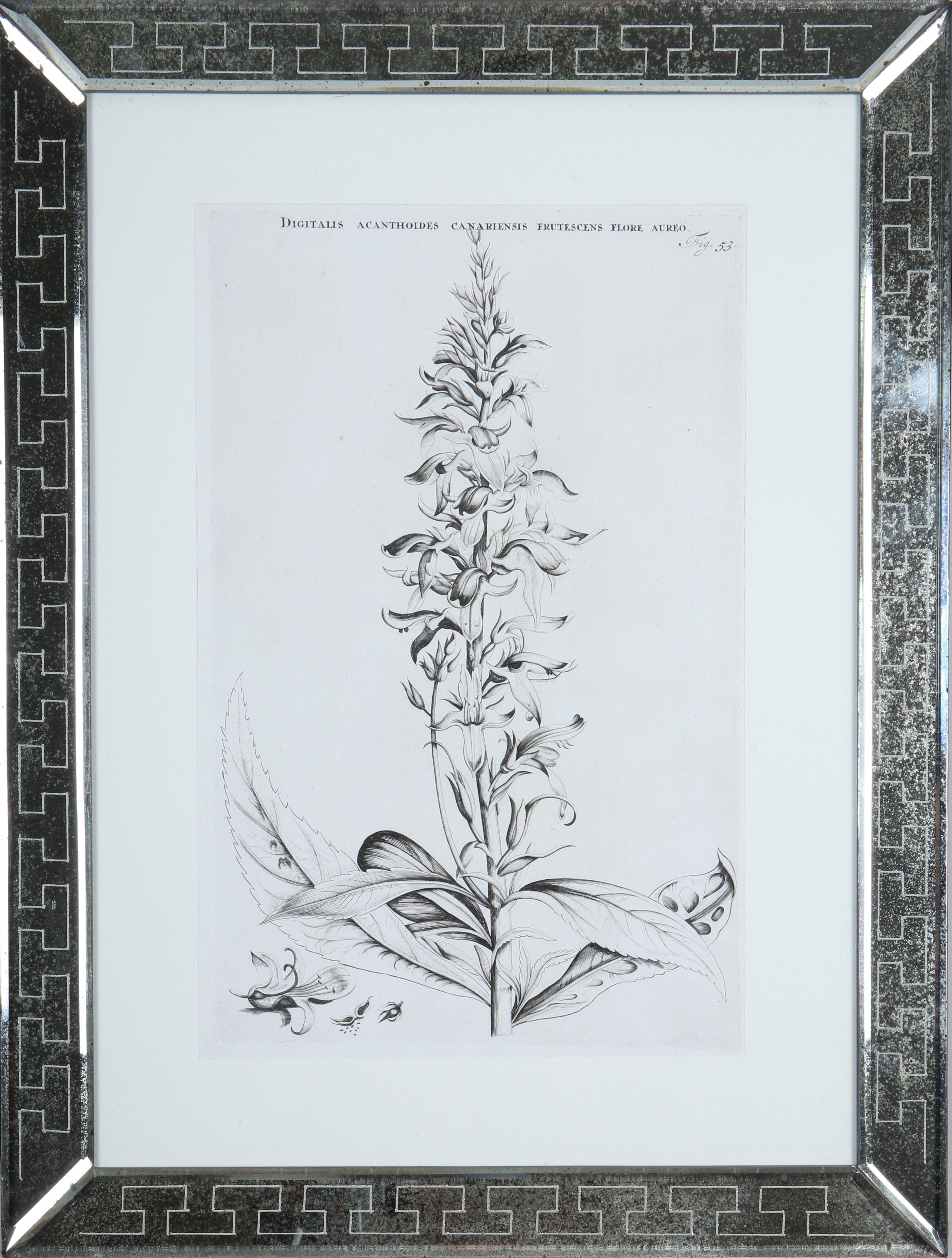 Jan & Caspar Commelin : gravures botaniques du XVIIe siècle, 1ère édition en vente 1