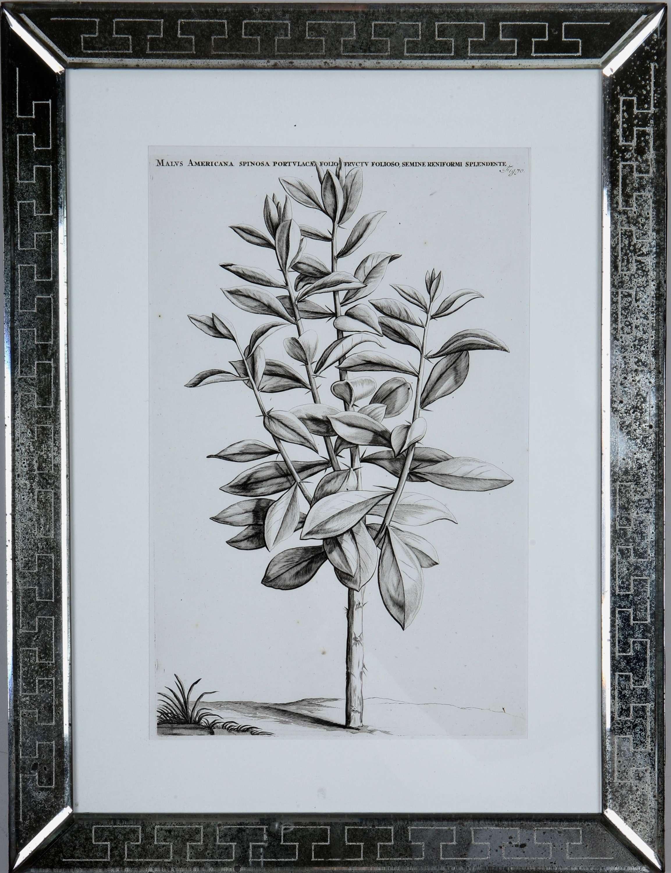 Jan & Caspar Commelin: 17th Century Botanical Engravings, 1st Edition For Sale 1