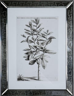 Jan & Caspar Commelin: 17th Century Botanical Engravings, 1st Edition