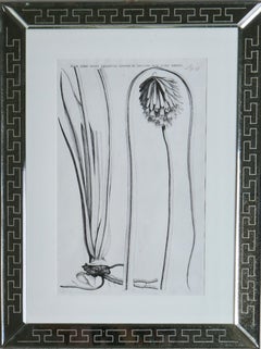 Jan & Caspar Commelin : gravures botaniques du XVIIe siècle, 1ère édition
