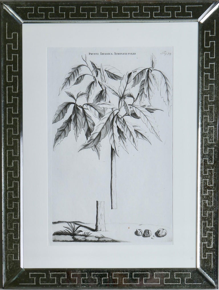 Jan & Caspar Commelin Jan and Caspar Commelin 17th Century Botanical