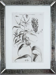 Jan & Caspar Commelin: 17th Century Botanical Engraving, 1st Edition