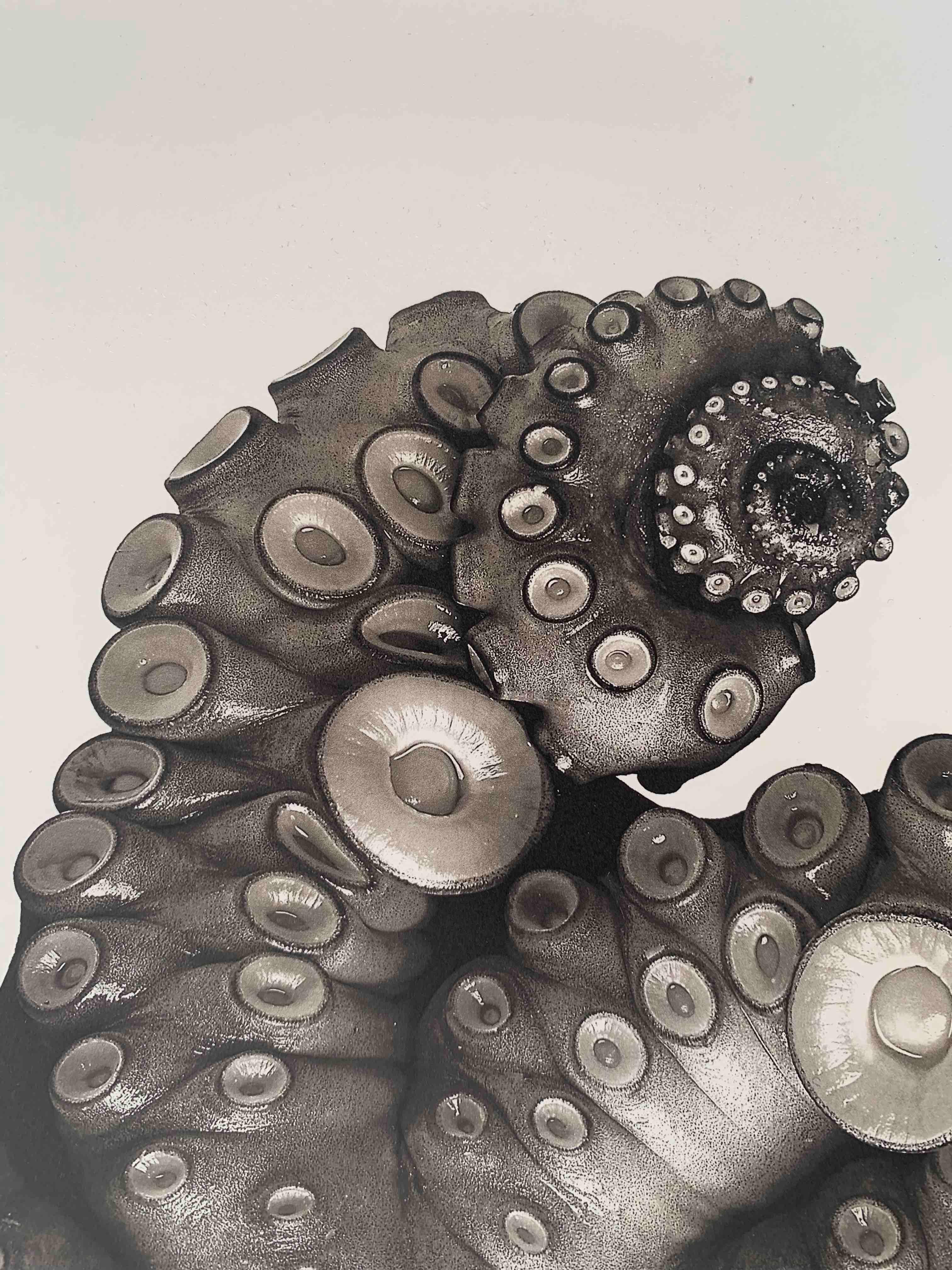 Octopus Vulgaris ( Special Edition) - Photograph by Jan C. Schlegel