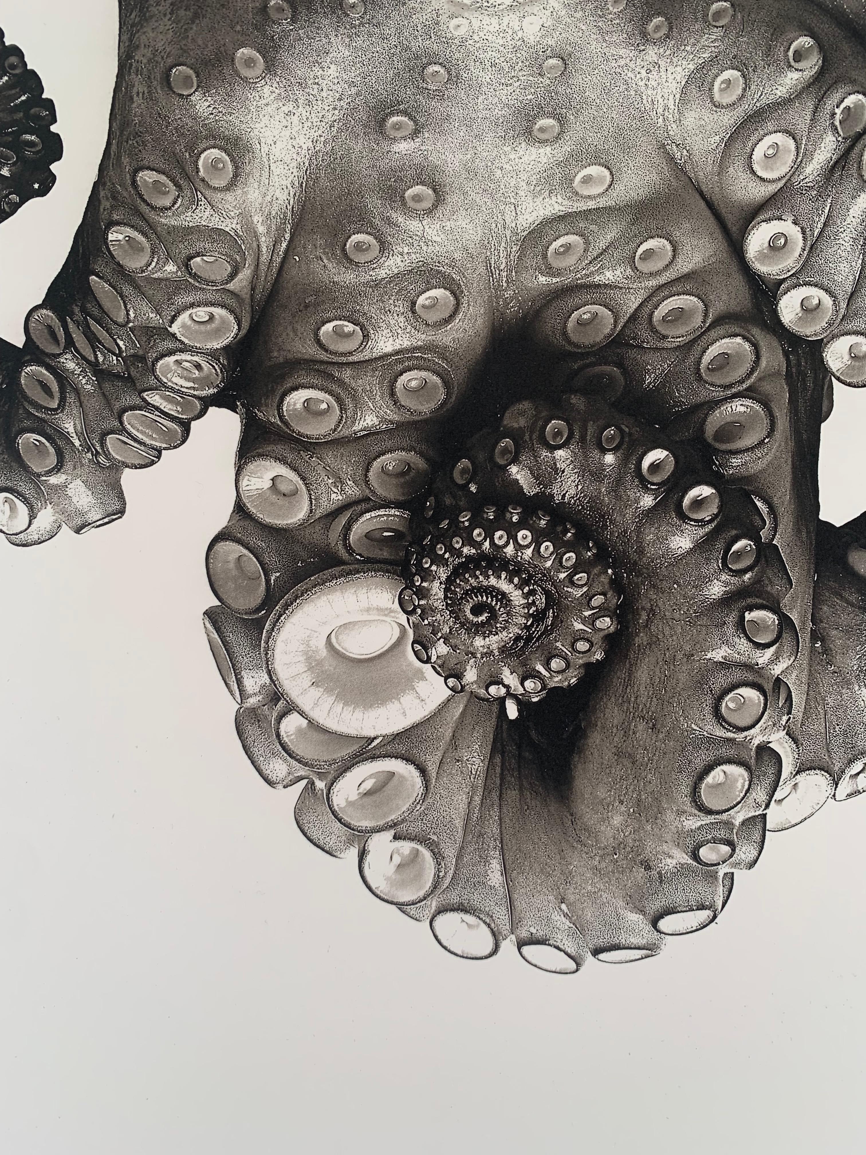 Octopus Vulgaris (édition spéciale) - Beige Still-Life Photograph par Jan C. Schlegel