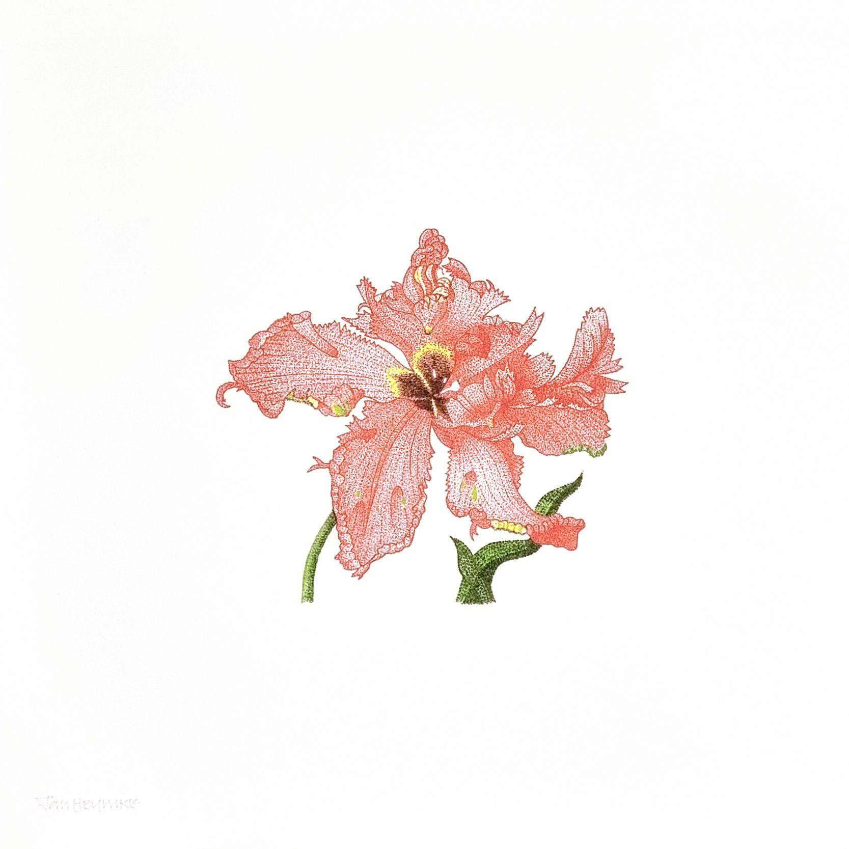 Tulpe, Tulipa Gesneriana, Papagei – Print von Jan Heynike