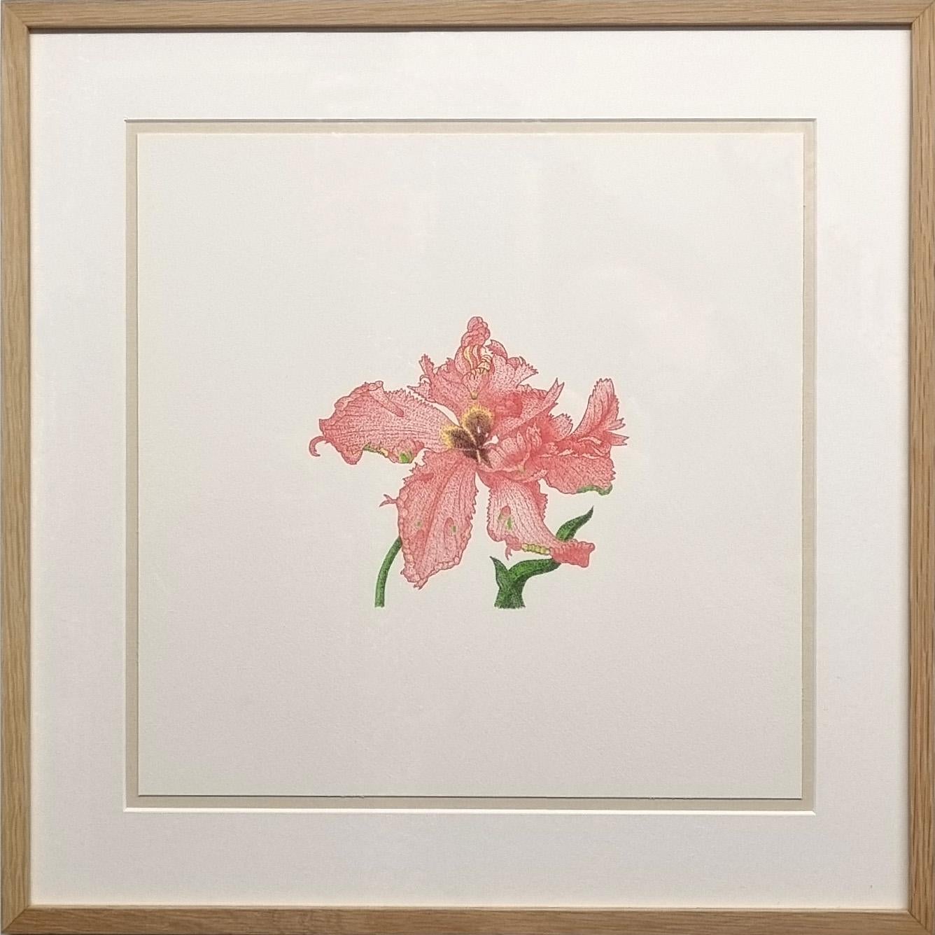 Jan Heynike Still-Life Print – Tulpe, Tulipa Gesneriana, Papagei