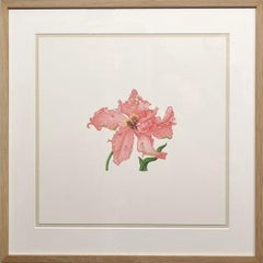 Tulipe perroquet, Tulipa Gesneriana