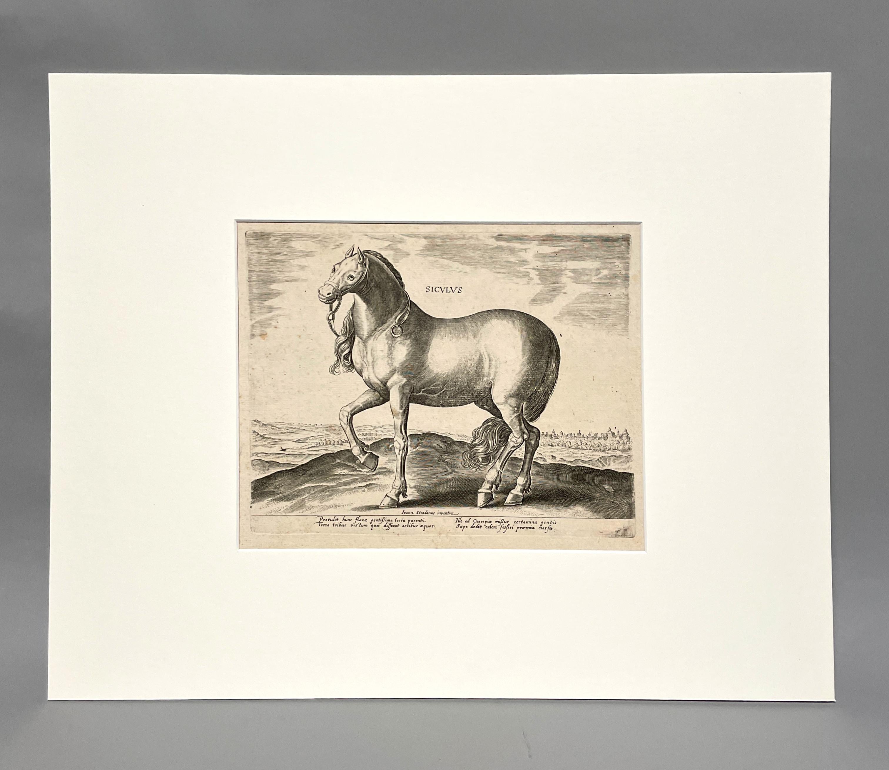 Siculus - from the portfolio “The Stables of Don John of Austria”  - Print by Jan Van der Straet