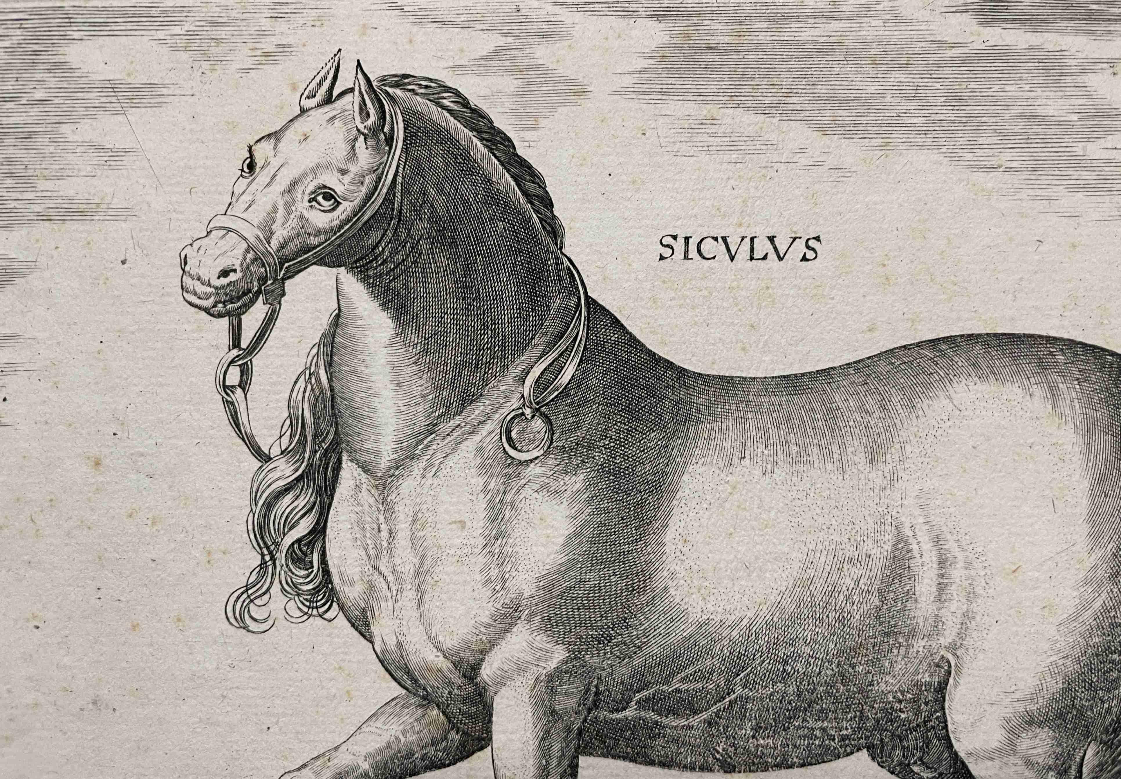Une estampe de maître ancienne de la série de 43 gravures représentant des chevaux de différentes races provenant des écuries de Jean d'Autriche (1547-1578), fils de l'empereur Charles Quint. Chaque estampe montre un cheval au premier plan sur une