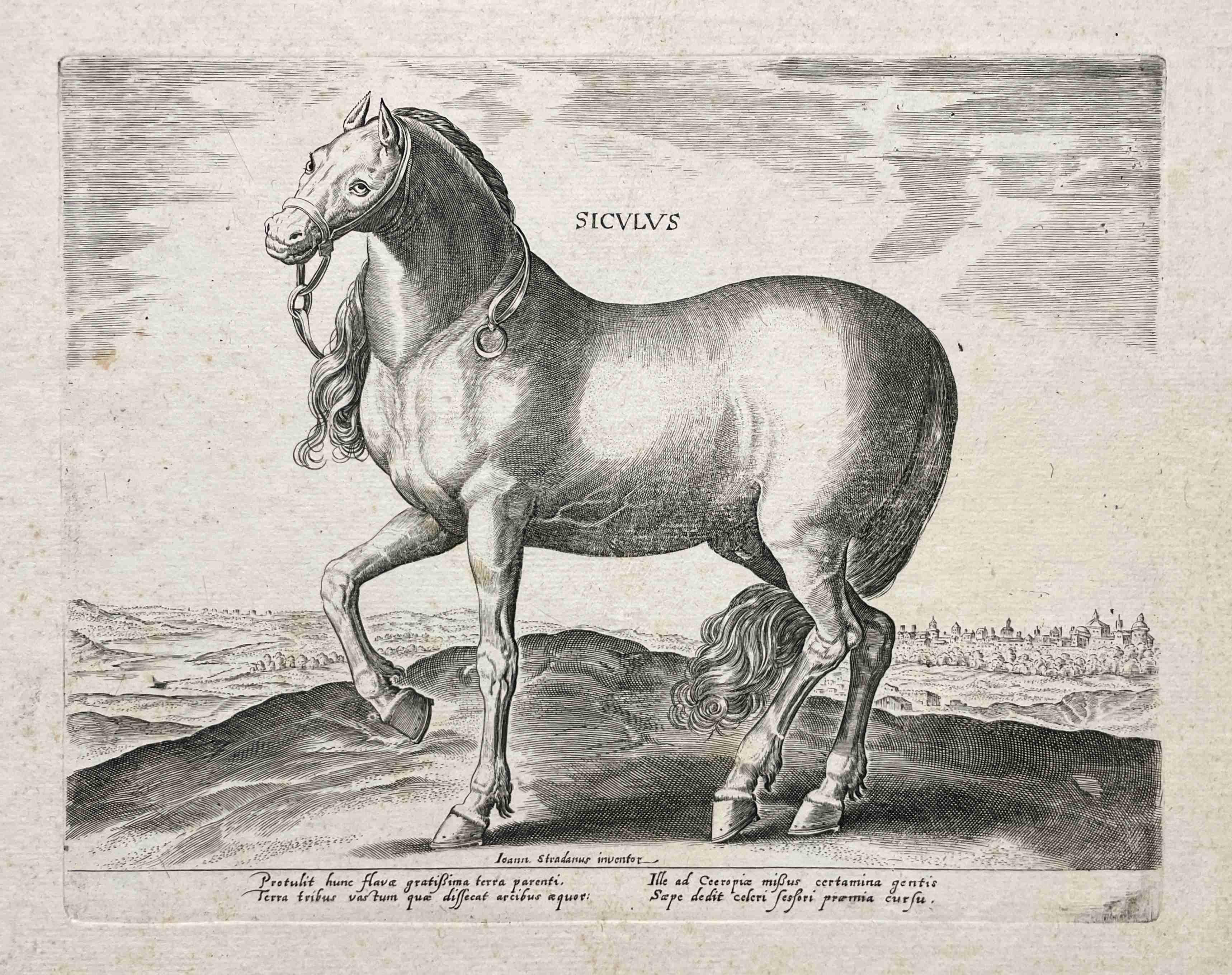Jan Van der Straet Animal Print – Siculus - aus dem Portfolio The Stables of Don John of Austria 