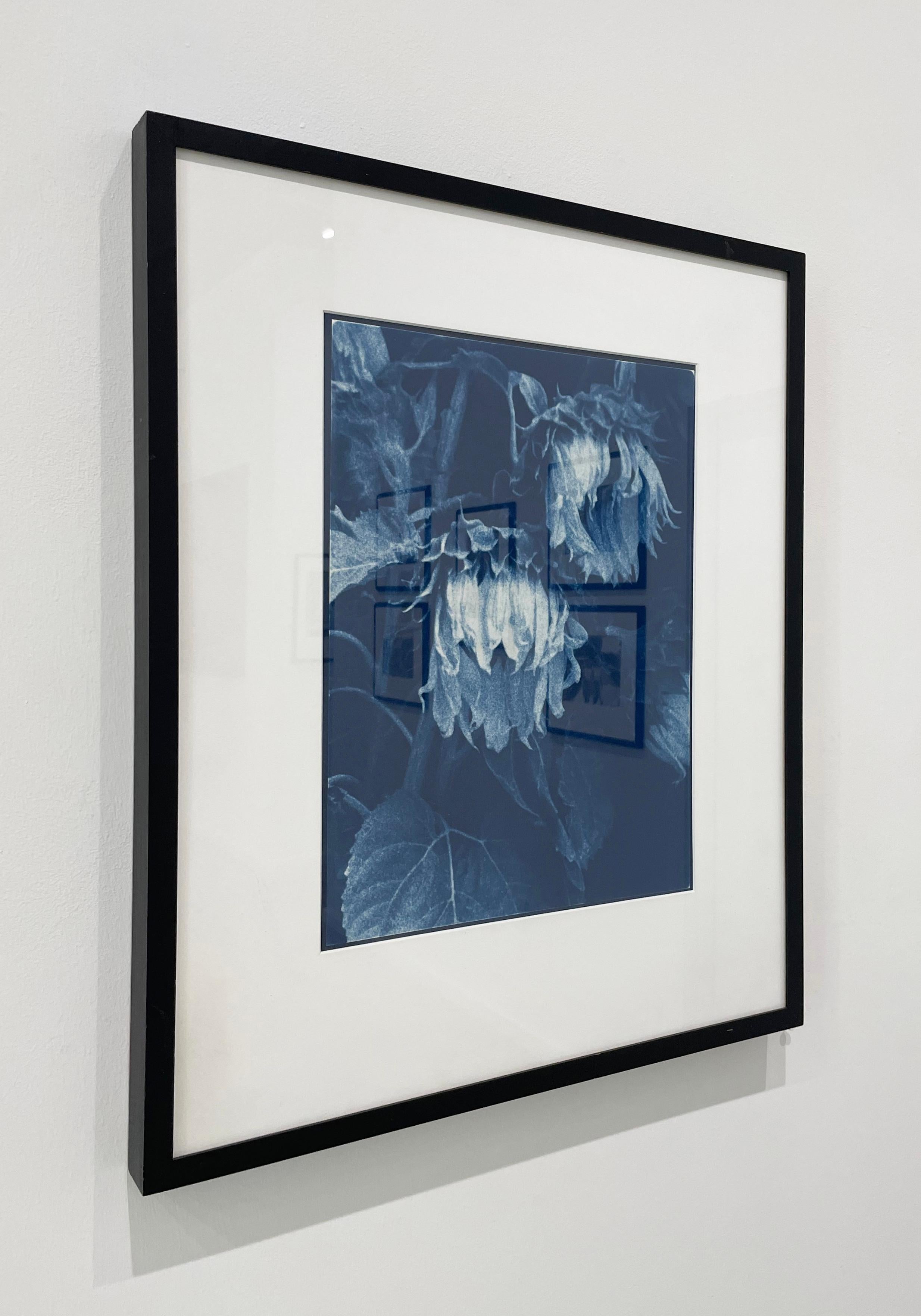 Sunflowers by Jan Van Leeuwen, 1995, Cyanotype, Still Life Photography For Sale 4