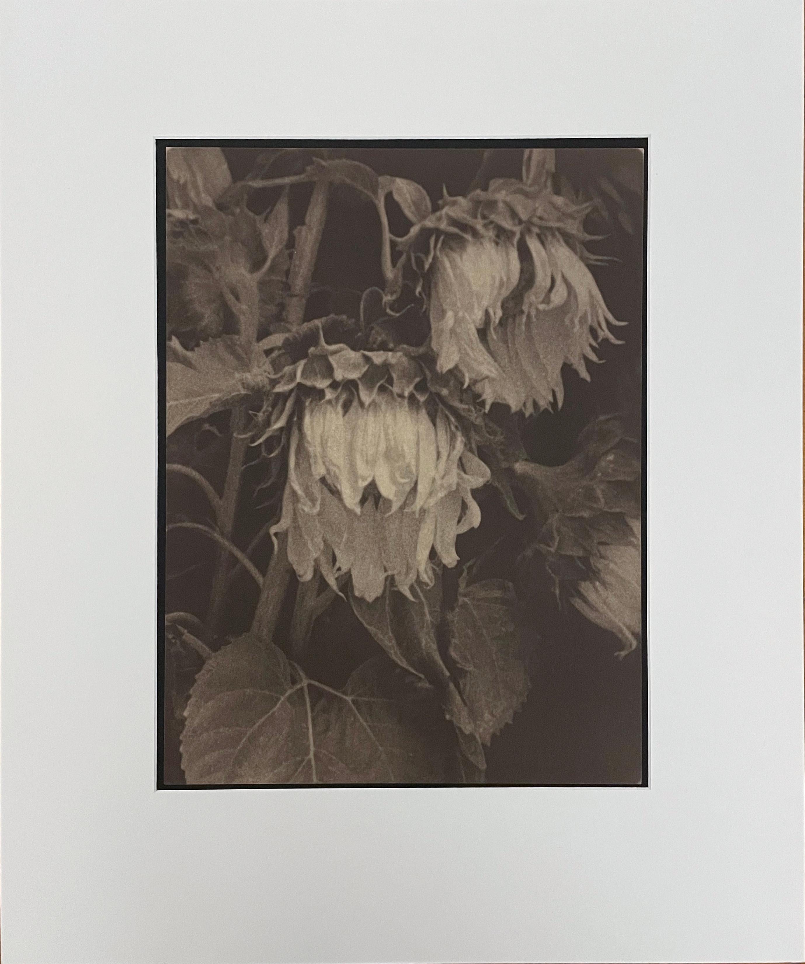 Sonnenblumen von Jan van Leeuwen, 1995, Kallitype, Stilllebenfotografie – Photograph von Jan Van Leeuwen
