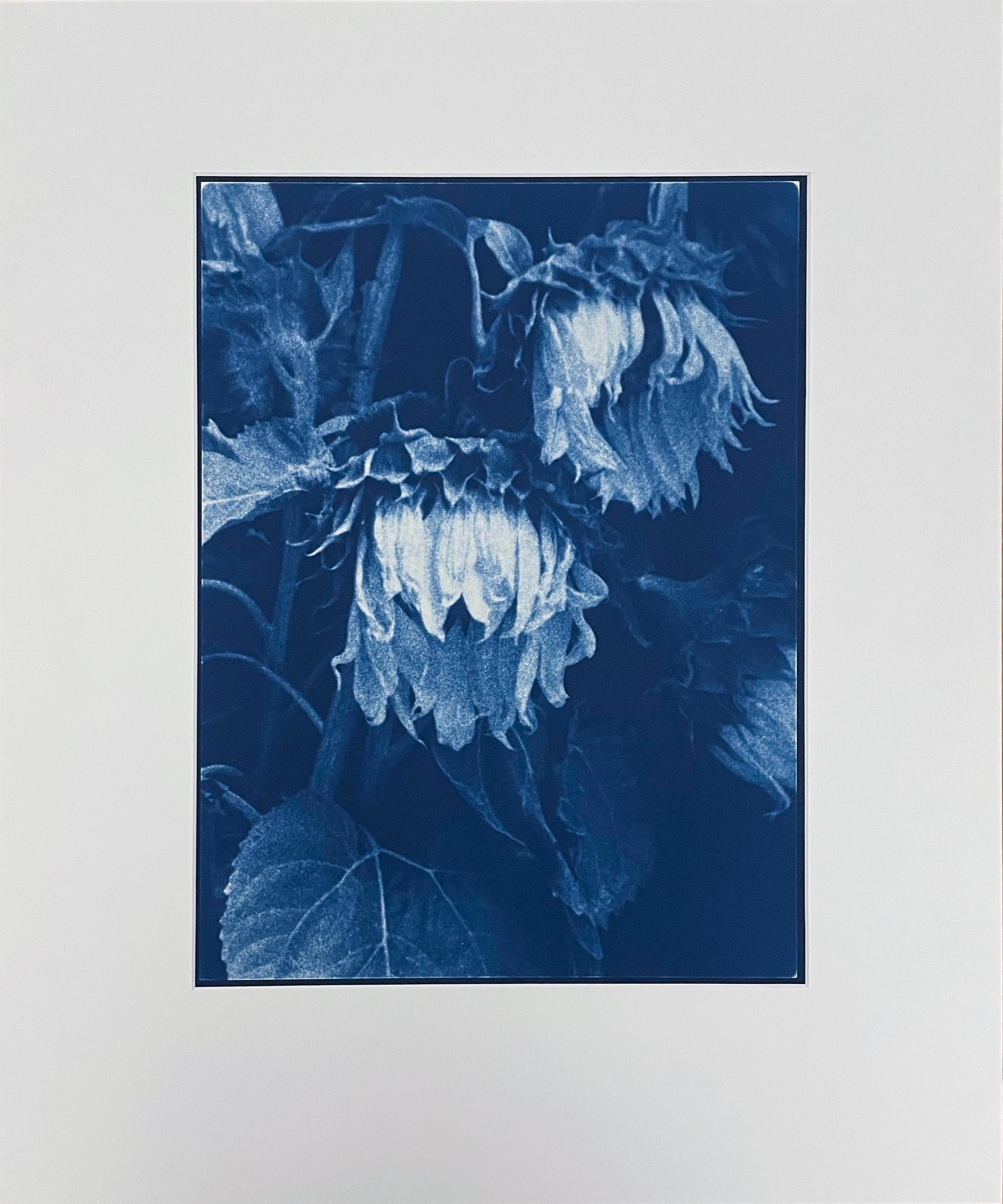 Sonnenblumen von Jan Van Leeuwen, 1995, Cyanotyp, Stilllebenfotografie im Angebot 1