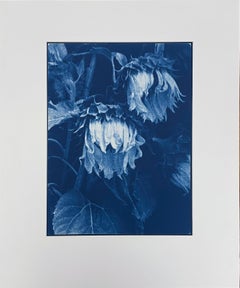 Sunflowers by Jan Van Leeuwen, 1995, Cyanotype, Still Life Photography