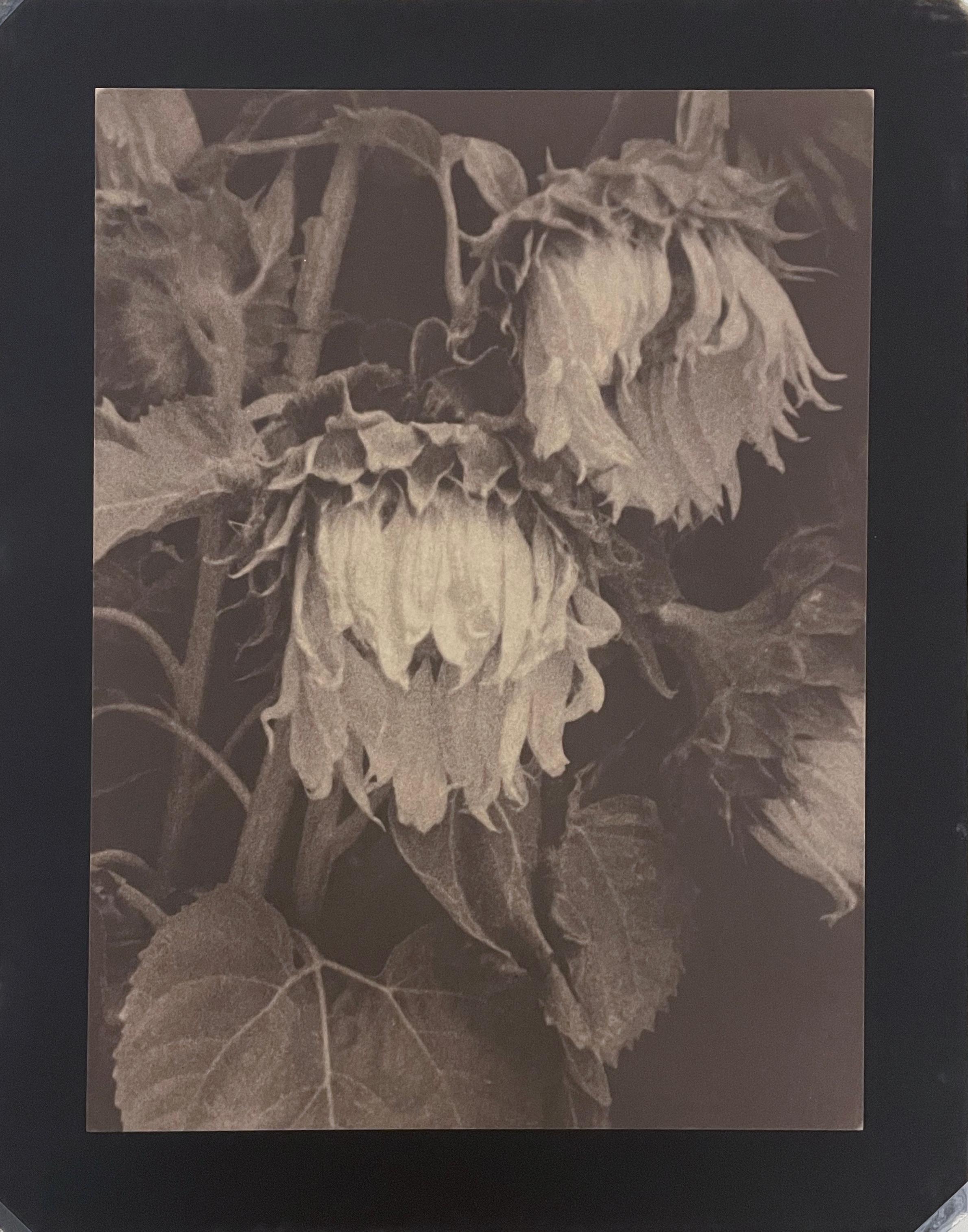 Sonnenblumen von Jan van Leeuwen, 1995, Kallitype, Stilllebenfotografie (Zeitgenössisch), Photograph, von Jan Van Leeuwen