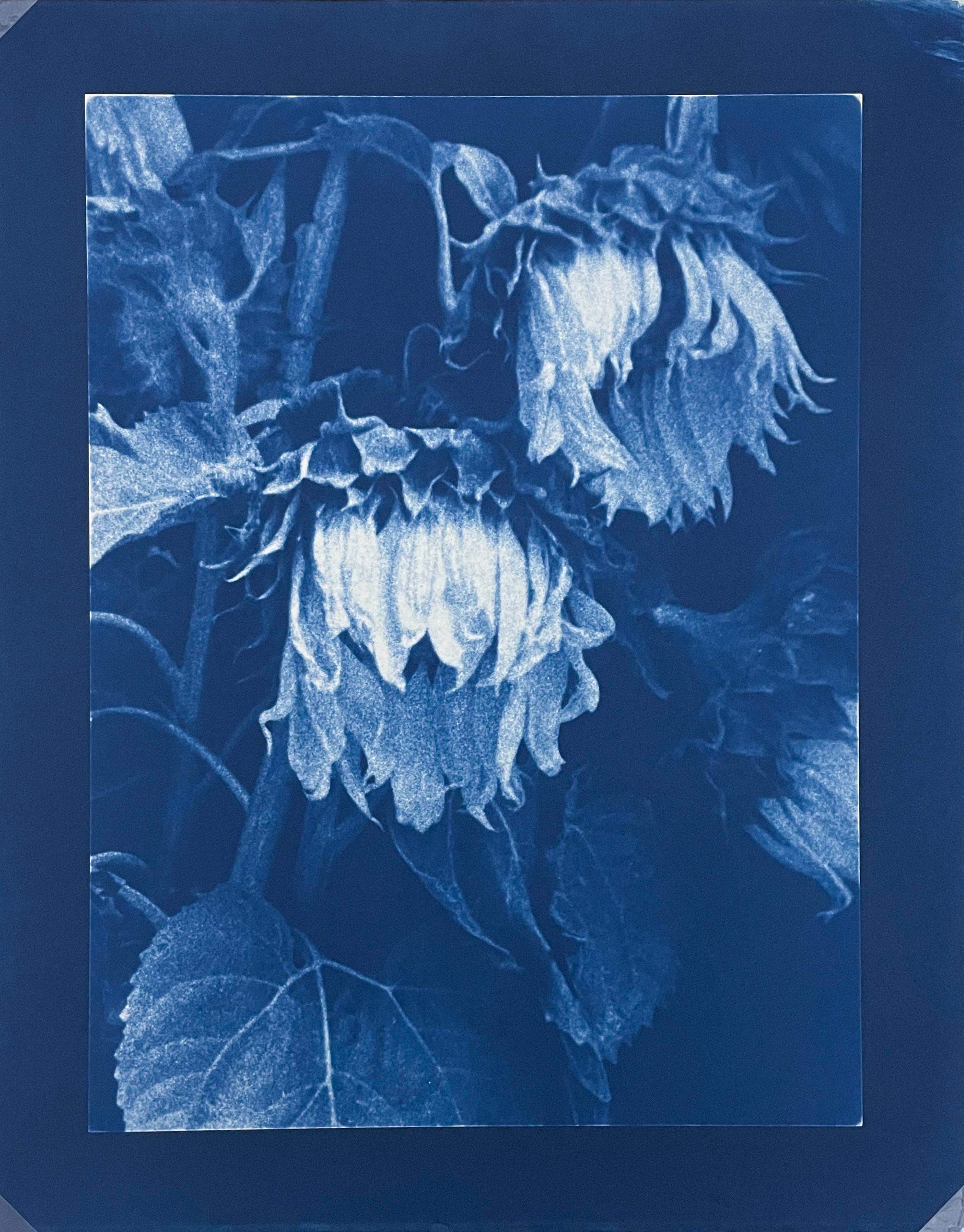 Sunflowers by Jan Van Leeuwen presents two sunflowers, slightly dried and wilted, bathed in a deep saturated blue. 

Sunflowers by Jan Van Leeuwen is a 16 x 12 inch cyanotype print. It is signed and dated with print date, print type, and artist