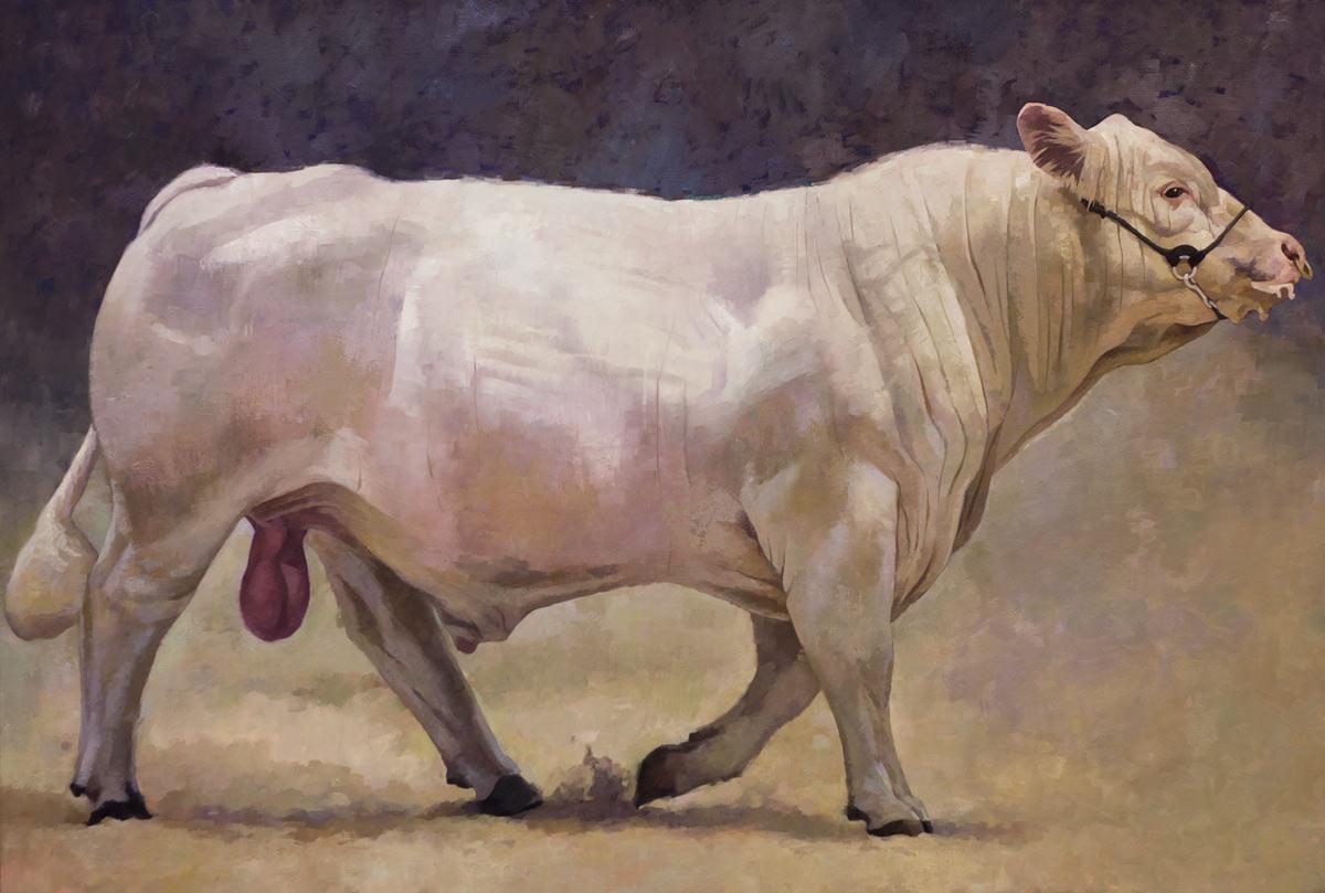 Jane Fisher Abstract Painting - Charolais Bull