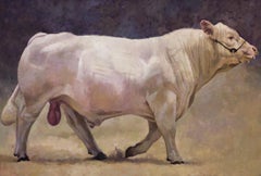 Charolais Bull