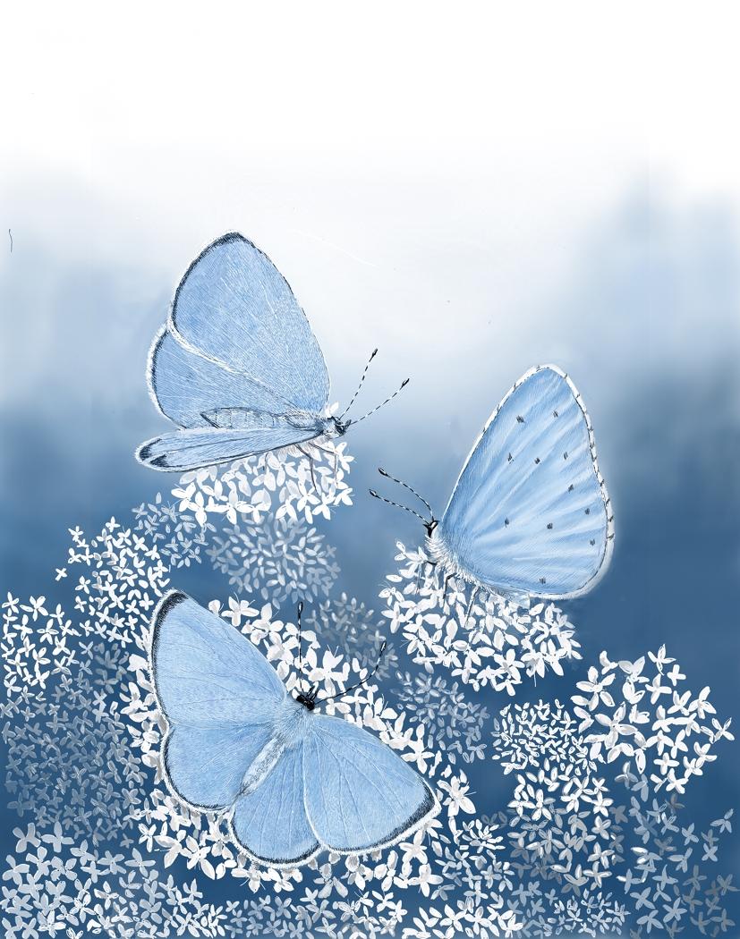 Jane Peart Interior Print - Holly Blue Butterflies, Animal Art, Floral Butterfly Art, Blue and White Art