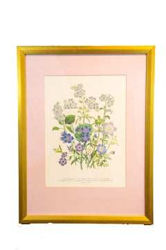 1 de 4 Conjunto - IMÁGENES BOTÁNICOS ENMARCADOS DEL S. XIX DE JANE WEBB LOUDON (1807-1858)