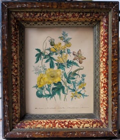 Botanical from "The Ladies' Flower Garden of Ornamental Annuals" Yellow Loasa