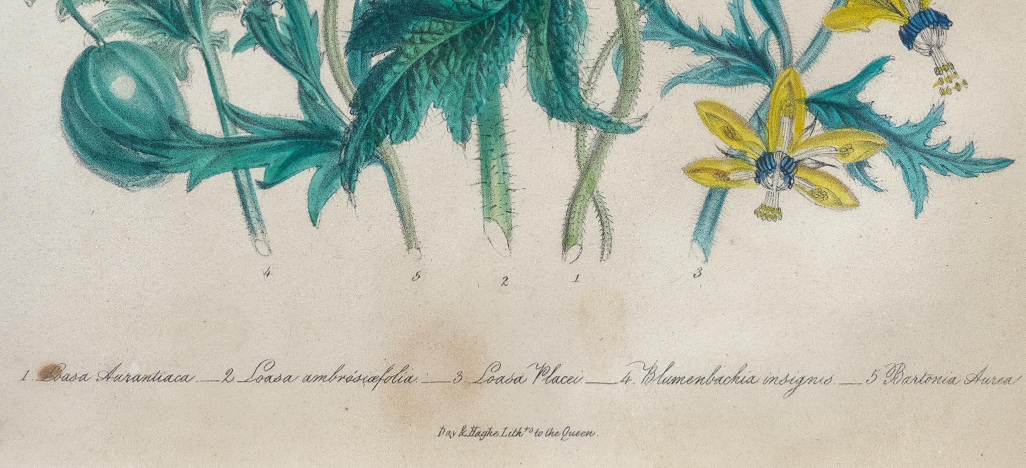 Artist: Lady Jane Webb Loudon
9.5 x 8 in. page.
12 x 14 in. frame.

A color lithographic plate from The Ladies' Flower-Garden of Ornamental Annuals. By Mrs. Loudon. Publisher: William Smith, London.

This antique botanical illustration features a