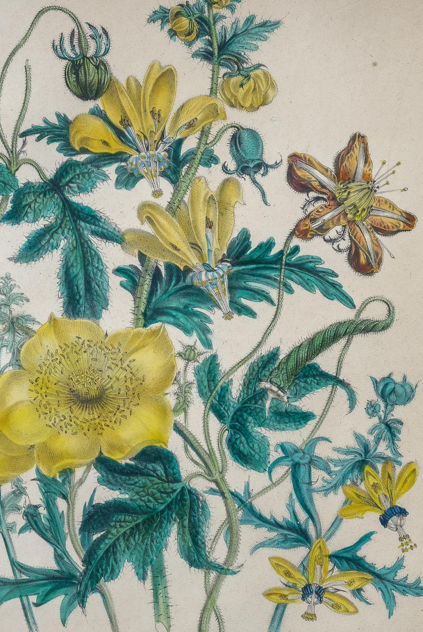 Botanical from 