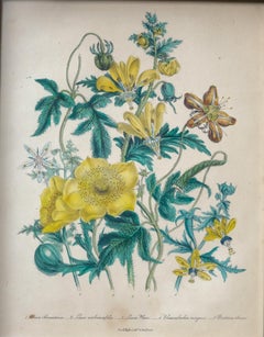Botanical from "The Ladies' Flower Garden of Ornamental Annuals" Yellow Loasa