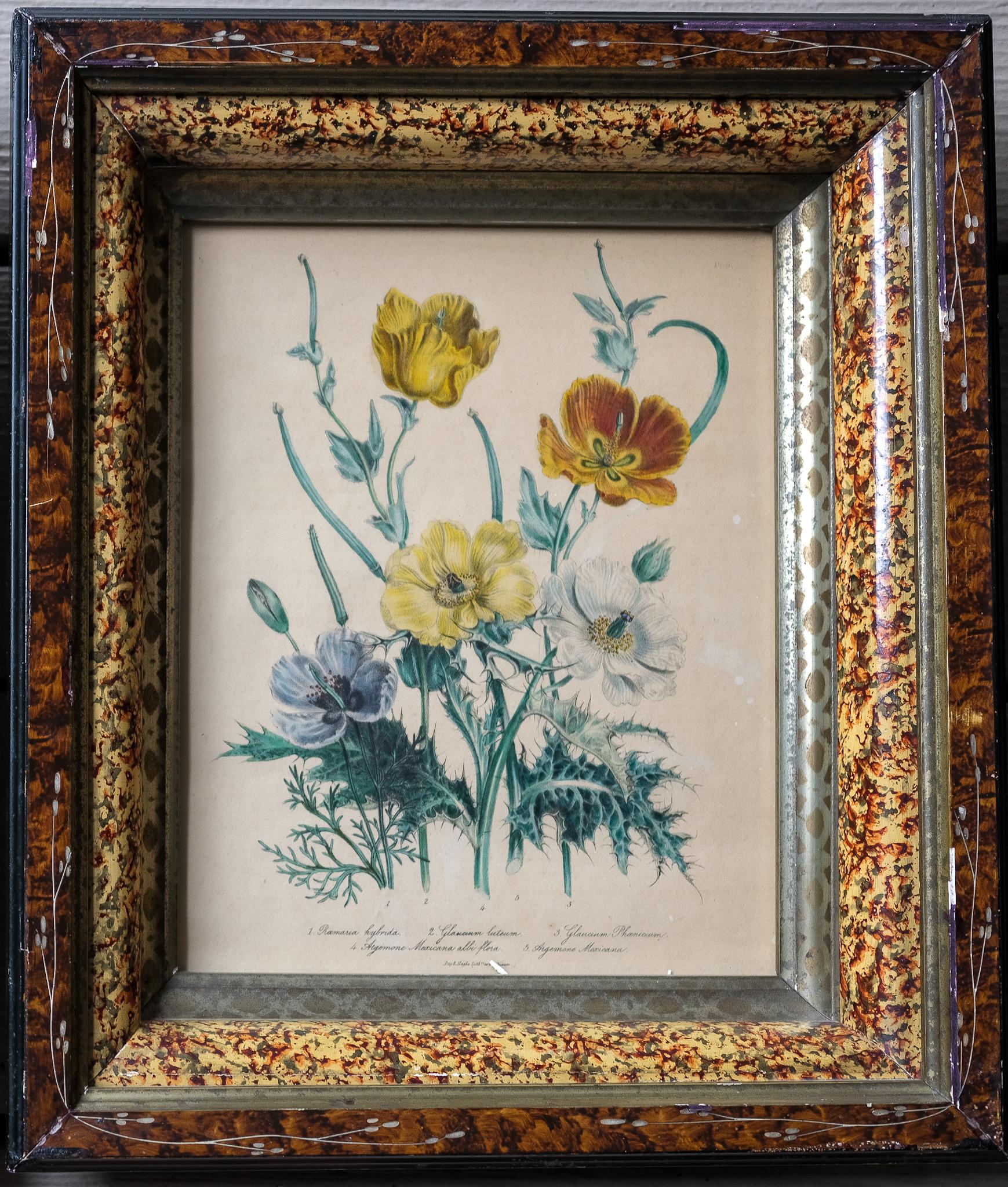 Poppies and Anemones - Lithograph form Ladies Flower Garden British Wildflowers - Print by Jane Webb Loudon