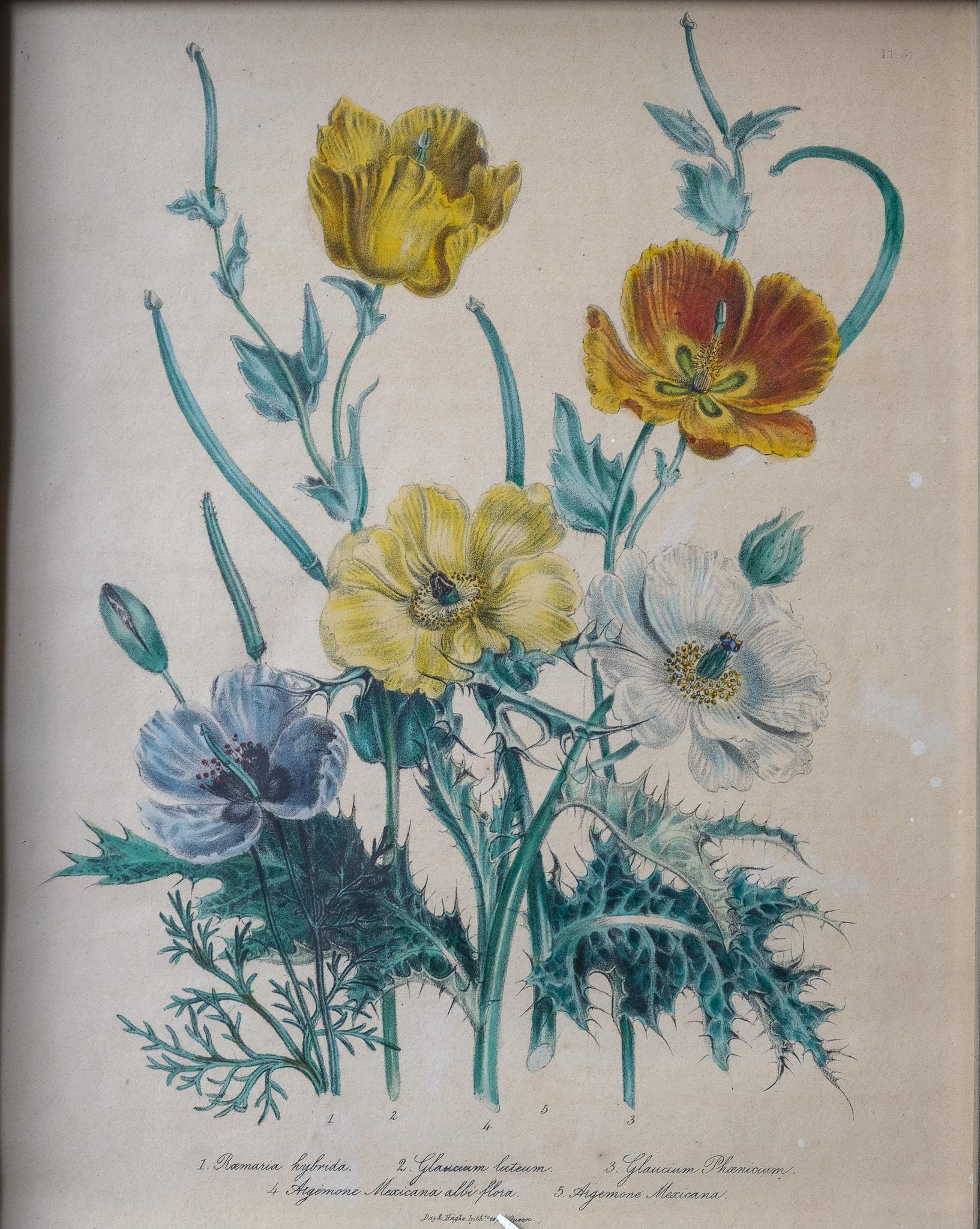 Jane Webb Loudon Still-Life Print - Poppies and Anemones - Lithograph form Ladies Flower Garden British Wildflowers