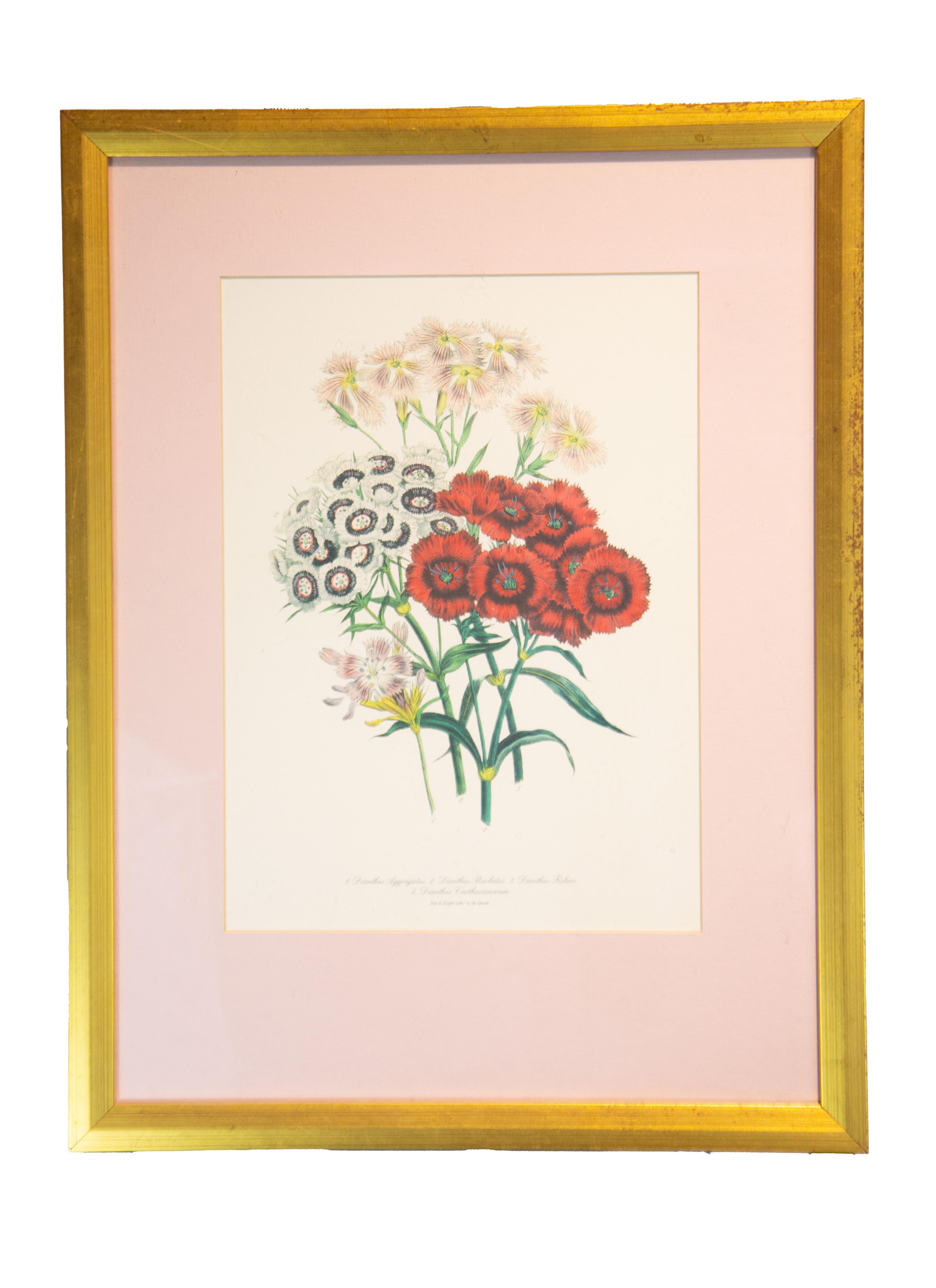 SET OF 4 LARGE FRAMED 19TH C. BOTANICAL PRINTS BY JANE WEBB LOUDON (1807-1858) - American Realist Print by Jane Webb Loudon