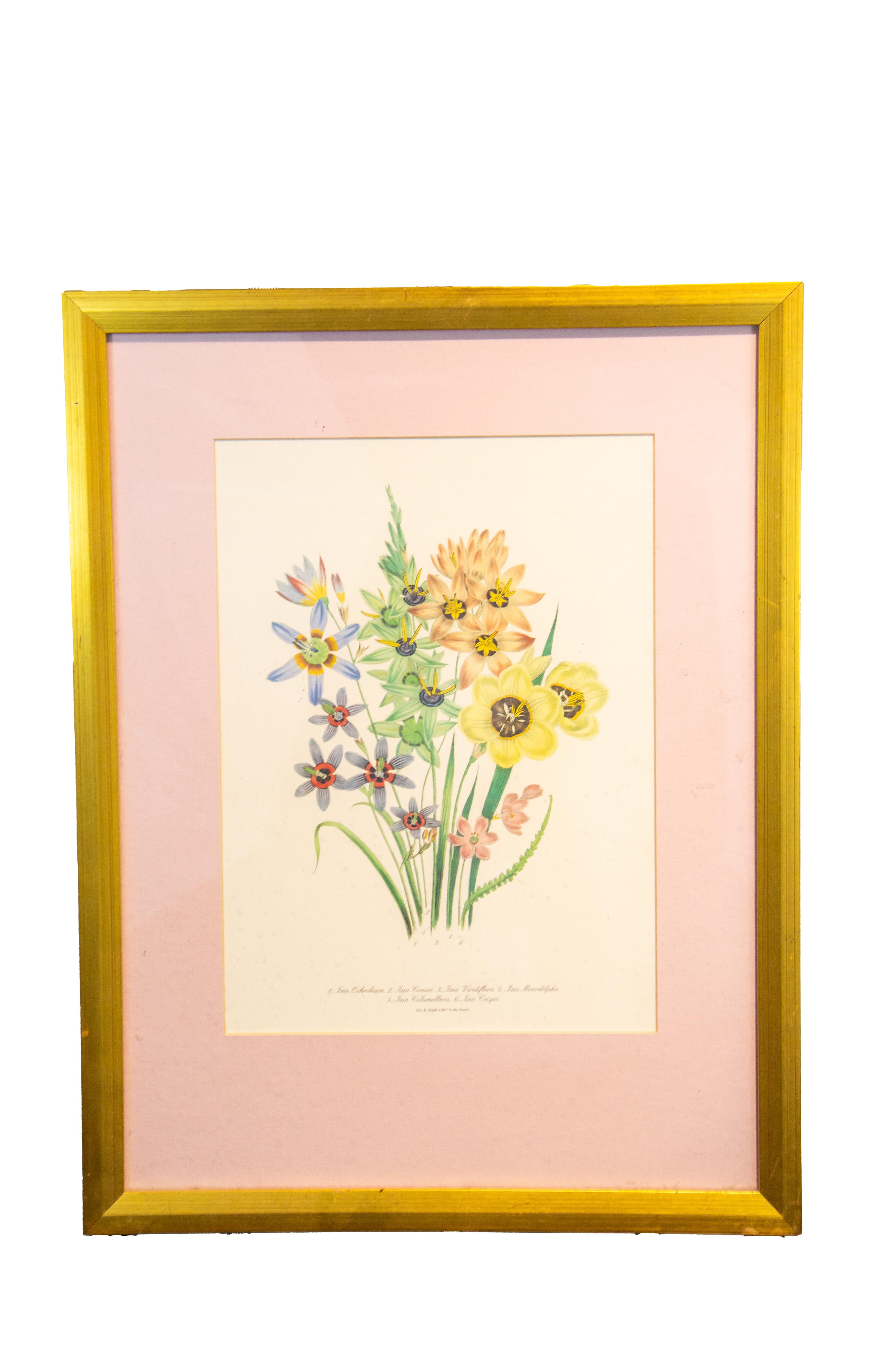 SET OF 4 LARGE FRAMED 19TH C. BOTANICAL PRINTS BY JANE WEBB LOUDON (1807-1858) 3