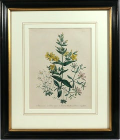 Jane Wells Loudon Botanical Prints-A Set of Six, from The Ladies' Flower-Garden