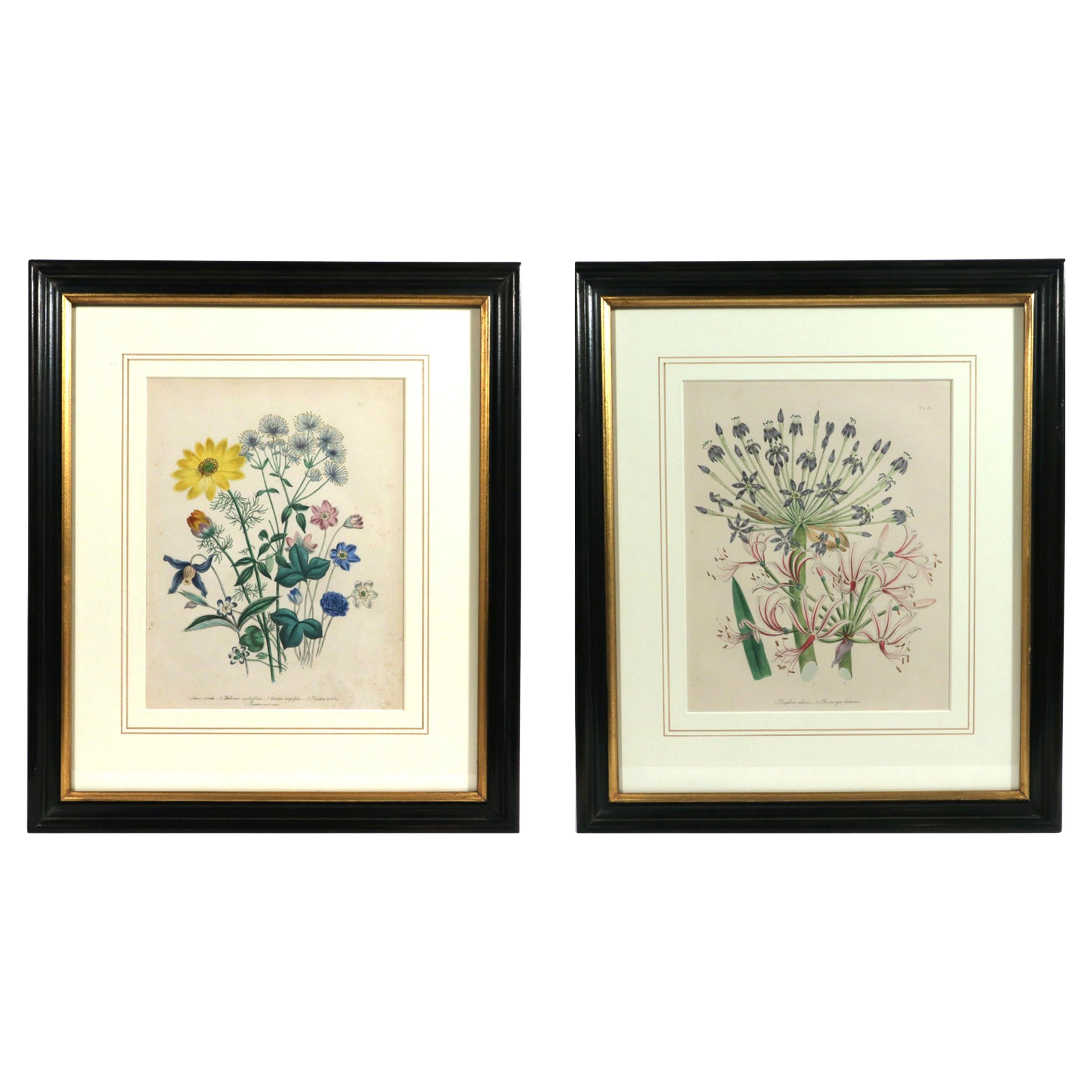 Jane Wells Loudon Botanical Prints