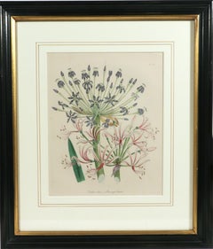 Jane Wells Loudon Botanical Prints, Plate 11 & 31
