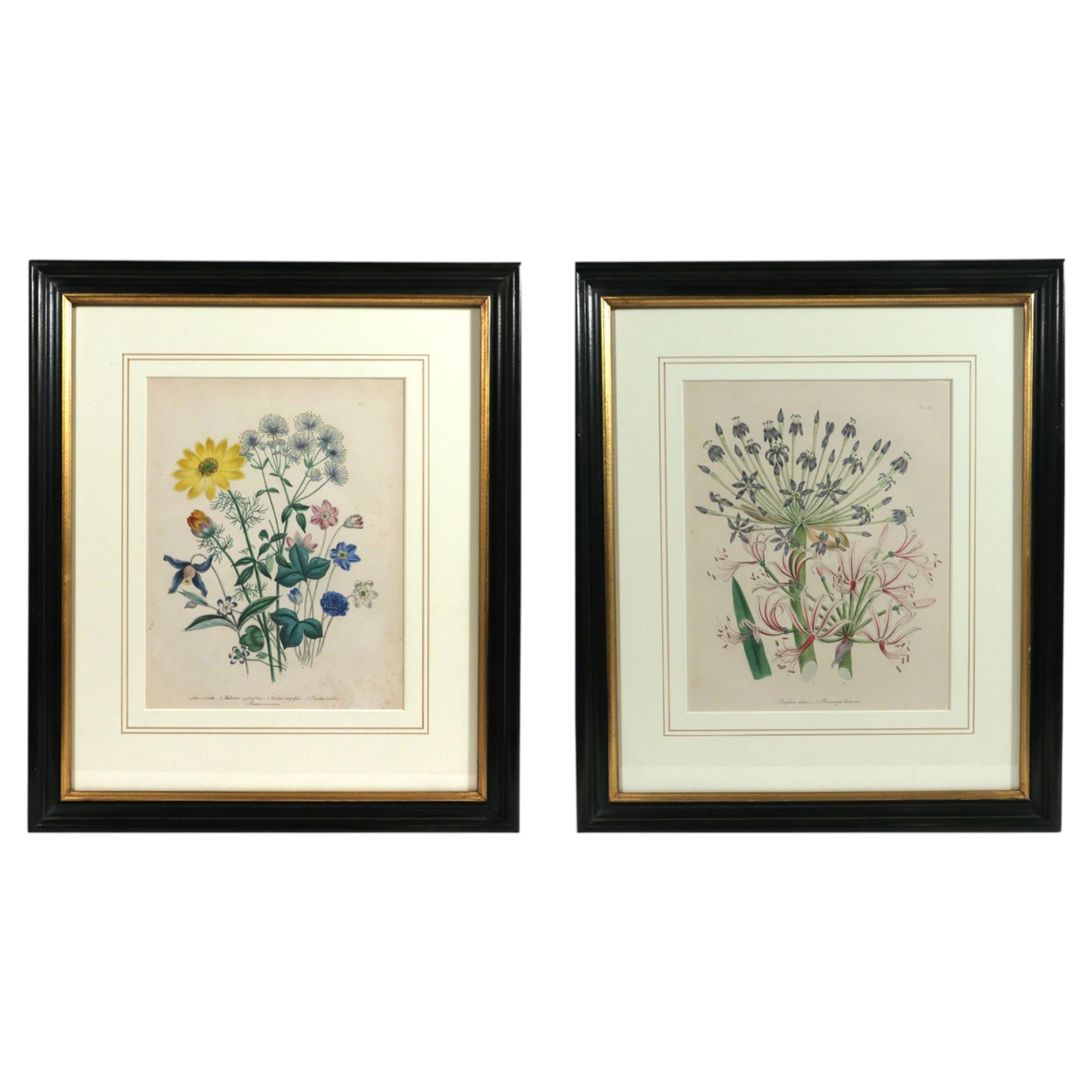 Jane Wells Loudon Botanical Prints, Plate 11 & 31