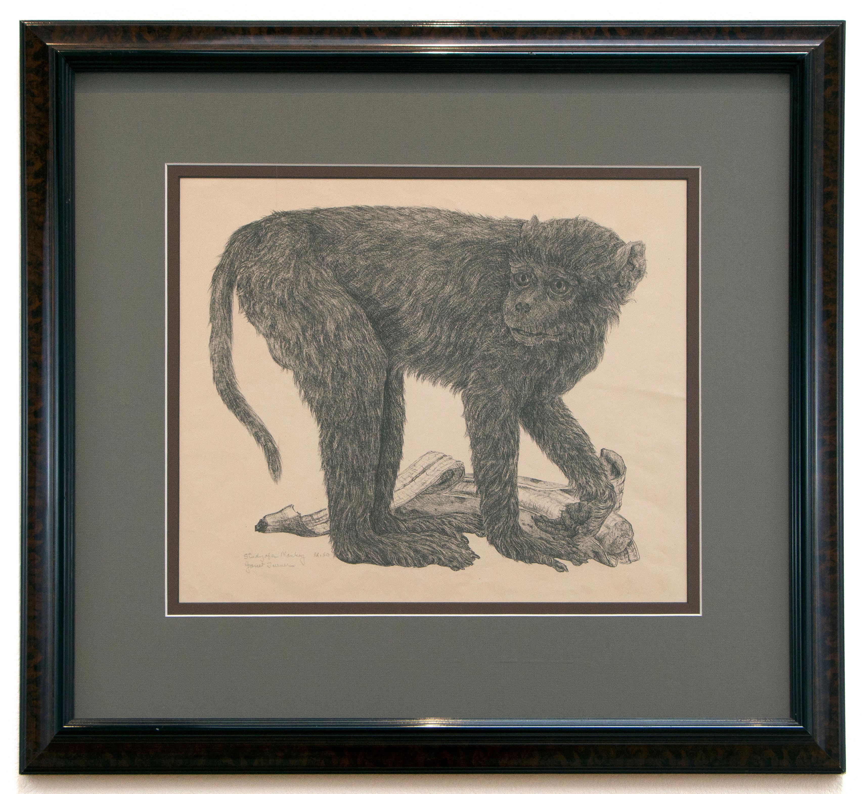 This is a paper lithograph of a monkey with a banana. It is rendered in shades of gray. 

Janet Turner (American, 1914-1988)
Study of a Monkey, 1959
Paper lithograph
12 x 14 inches
Signed and inscribed lower left: Study of a Monkey / Ed. 50 / Janet