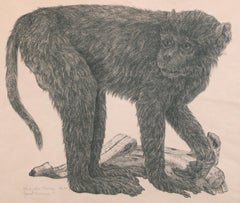 "Study of a Monkey," Lithograph by Janet Turner