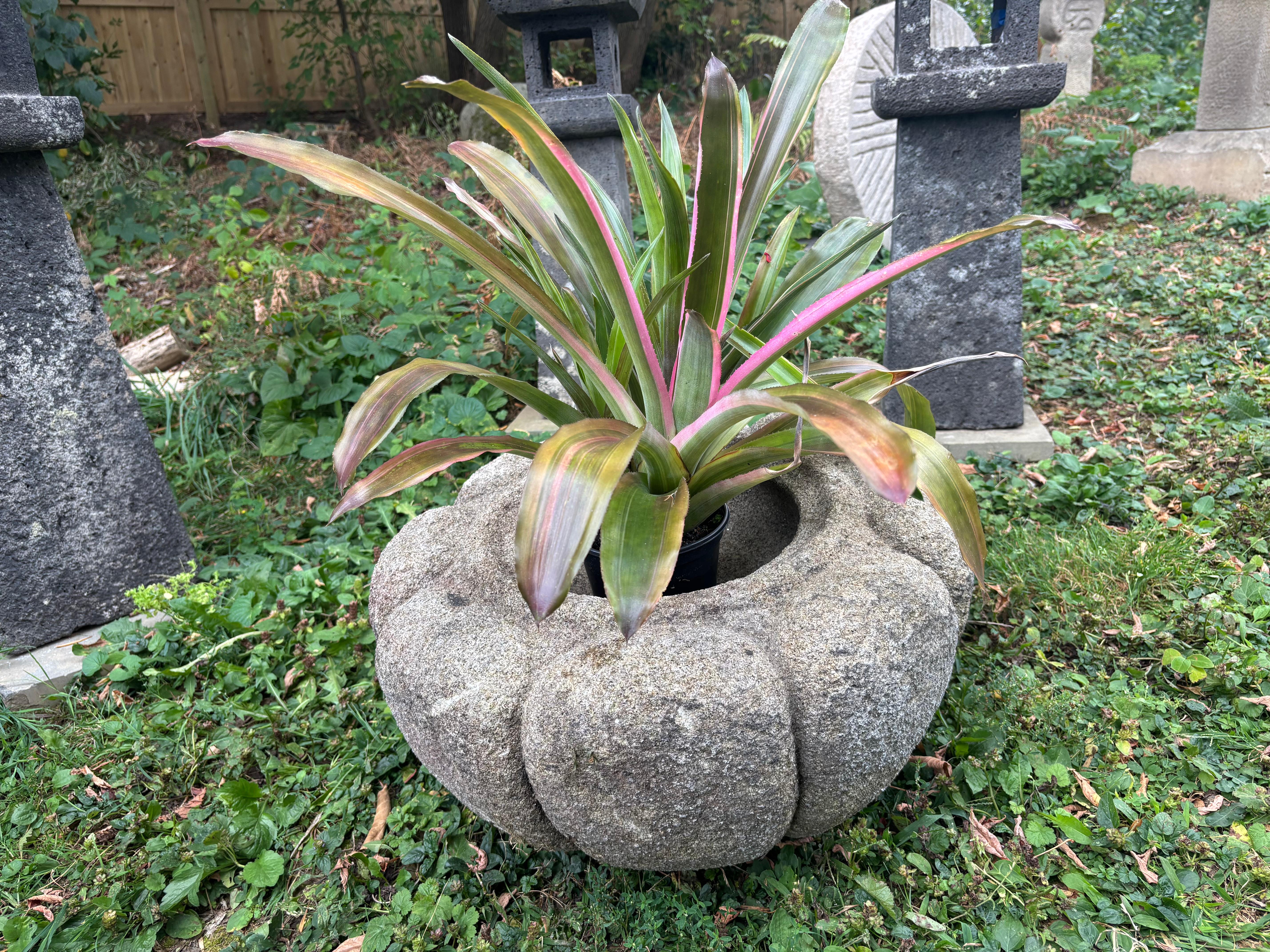 Japonais Japon Ancien bassin d'eau ou de plantes en pierre sculpté à la main avec des pétales de chrysanthème en vente