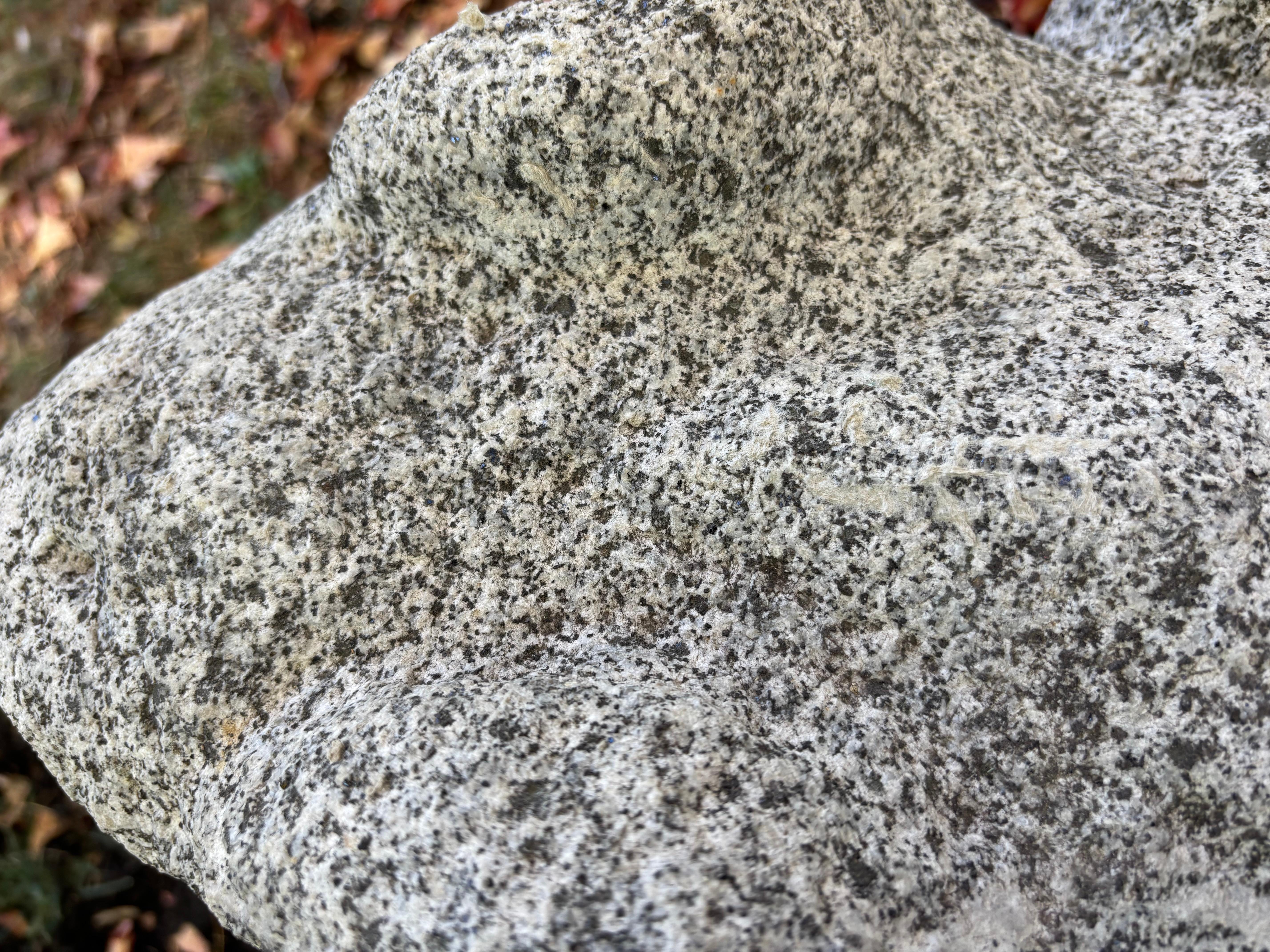 Giappone Grande rana da giardino A. Stone 15